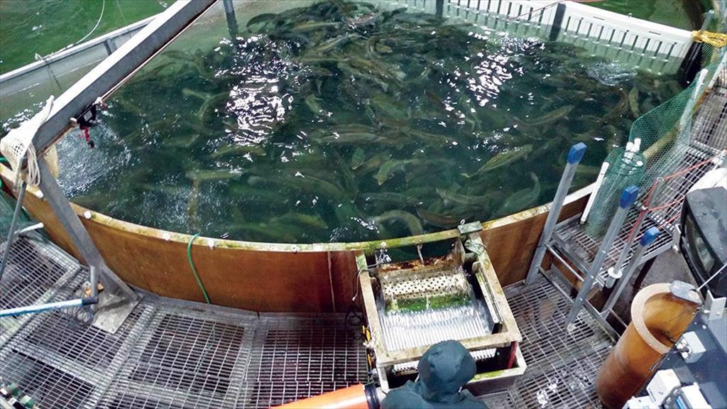 Hệ thống nuôi RAS tại Malaysia mục tiêu sản xuất 1.500 tấn cá chẽm mỗi năm