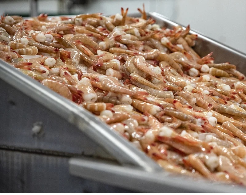 Xuất khẩu tôm Ấn Độ dự kiến giảm trong năm nay