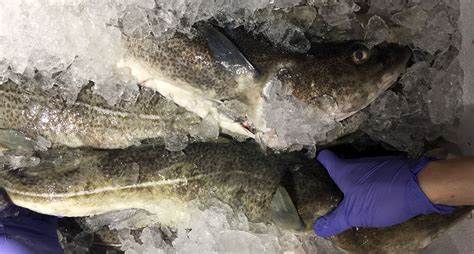 Ode Group (Na Uy) dự kiến tăng sản lượng nuôi cá tuyết lên hơn 25.000 tấn