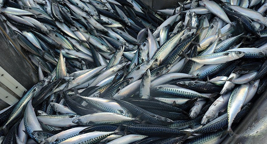 Giá xuất khẩu cá thu, cá trích của Na Uy tăng