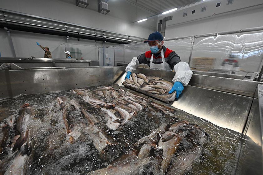 Quá trình hiện đại hóa khai thác thủy sản của Nga chậm tiến triển