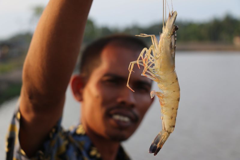 Tôm chân trắng Aceh (Indonesia) bắt đầu khám phá thị trường toàn cầu