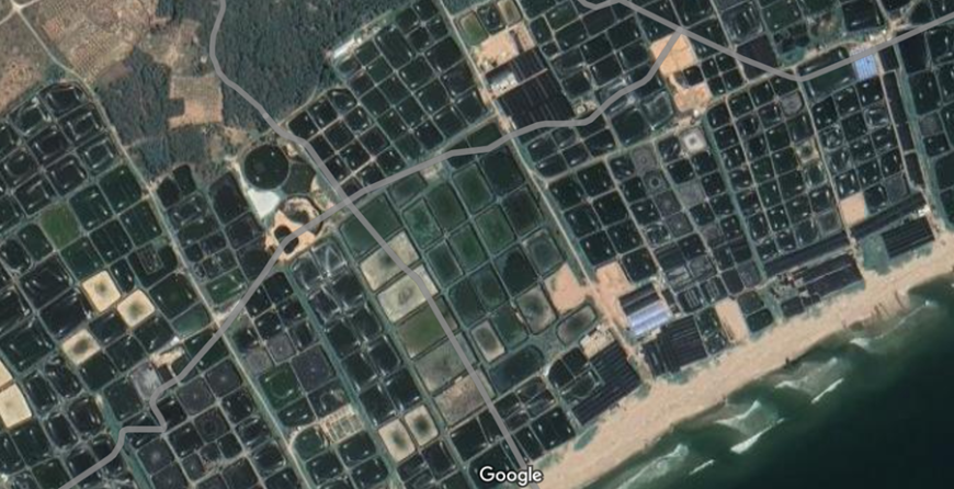 Tongwei (Trung Quốc) sản xuất 1.000 tấn tôm RAS năm 2023