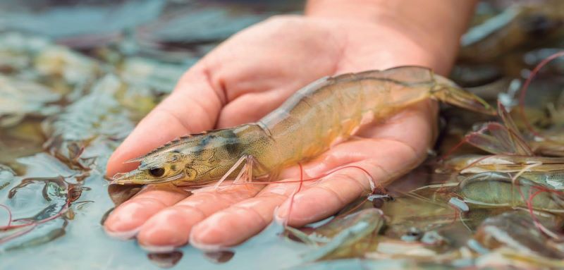 Giá xuất khẩu tôm Ecuador giảm thấp nhất trong hơn một thập kỷ