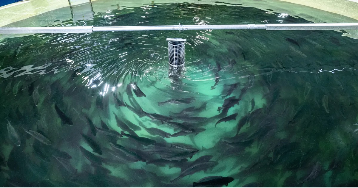 Tám trang trại cá ở Mỹ Latinh được chứng nhận BAP