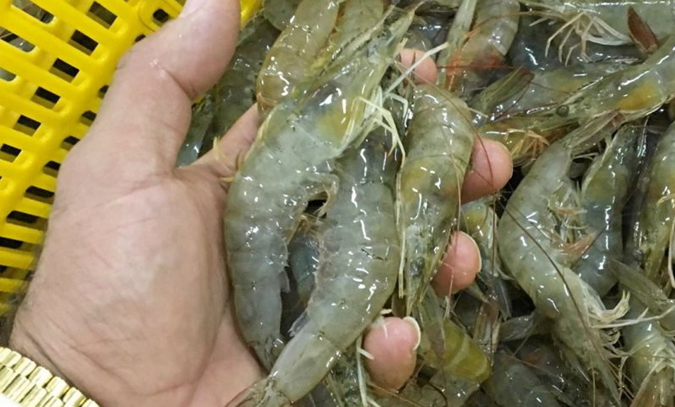 Nhập khẩu tôm vào châu Âu vướng nhiều thủ tục