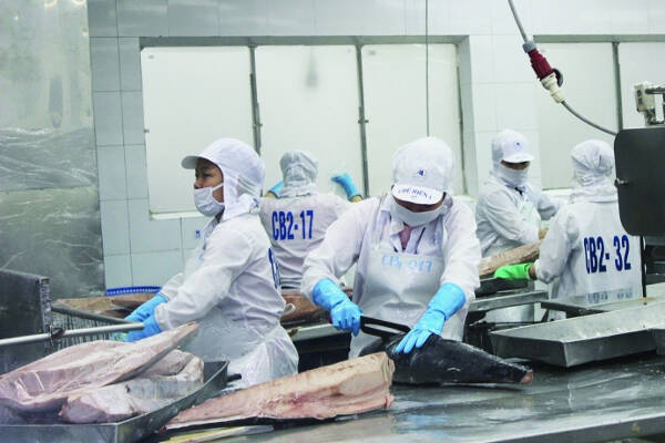 Finland - an optimistic destination for Vietnamese tuna