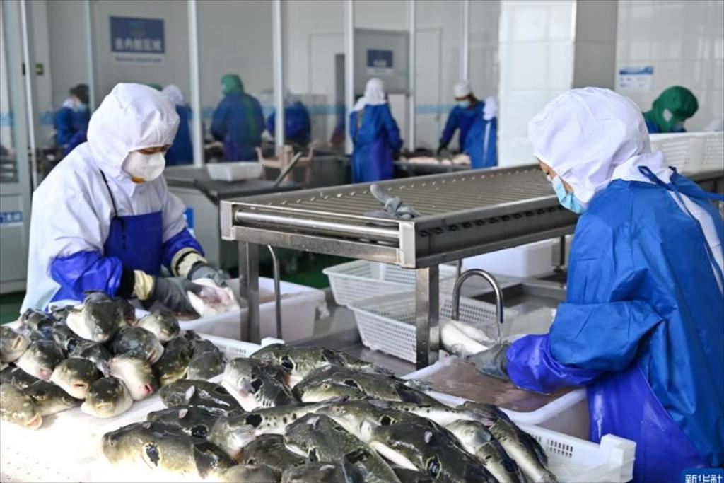 Trung Quốc Một số nhà máy thủy sản bị cáo buộc sử dụng lao động cưỡng bức