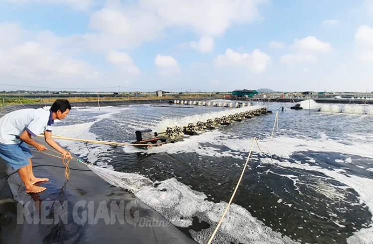 Tôm tăng giá, nông dân chờ vụ cuối năm