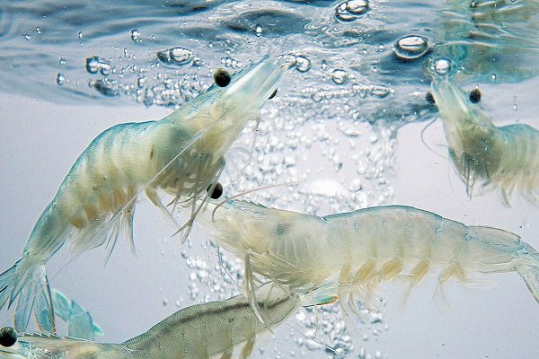 Phân phối tôm thẻ chân trắng bố mẹ của Ấn Độ giảm trong QIII2023 