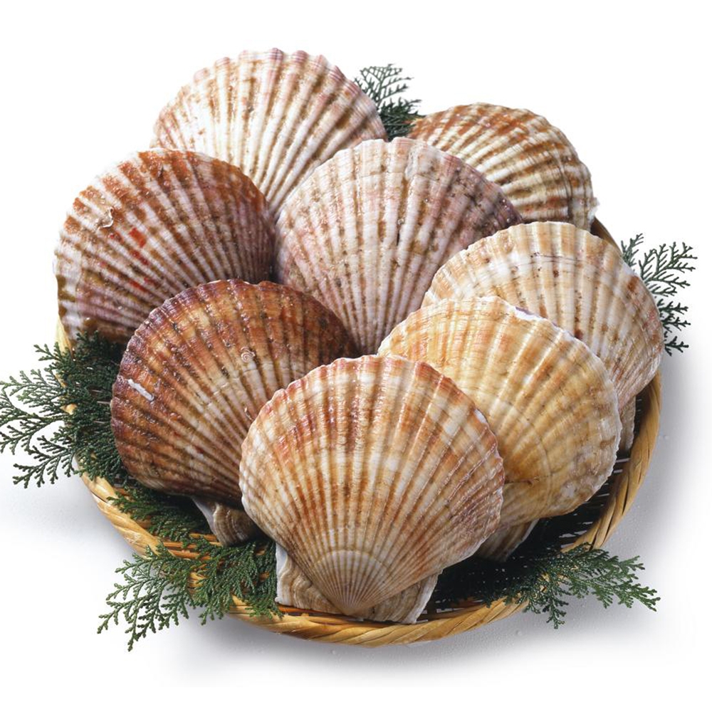 Nhật Bản hỗ trợ doanh nghiệp sò điệp bị ảnh hưởng bởi lệnh cấm của Trung Quốc 