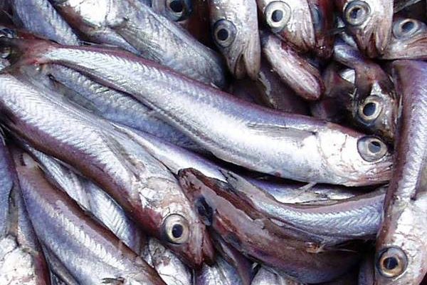 Hạn ngạch cá tuyết xanh tăng mạnh, cá thu giảm nhẹ 