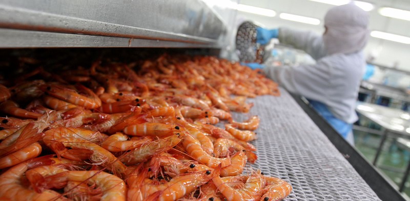 Rabobank Sản lượng tôm nuôi toàn cầu dự báo giảm nhẹ trong năm 2023 