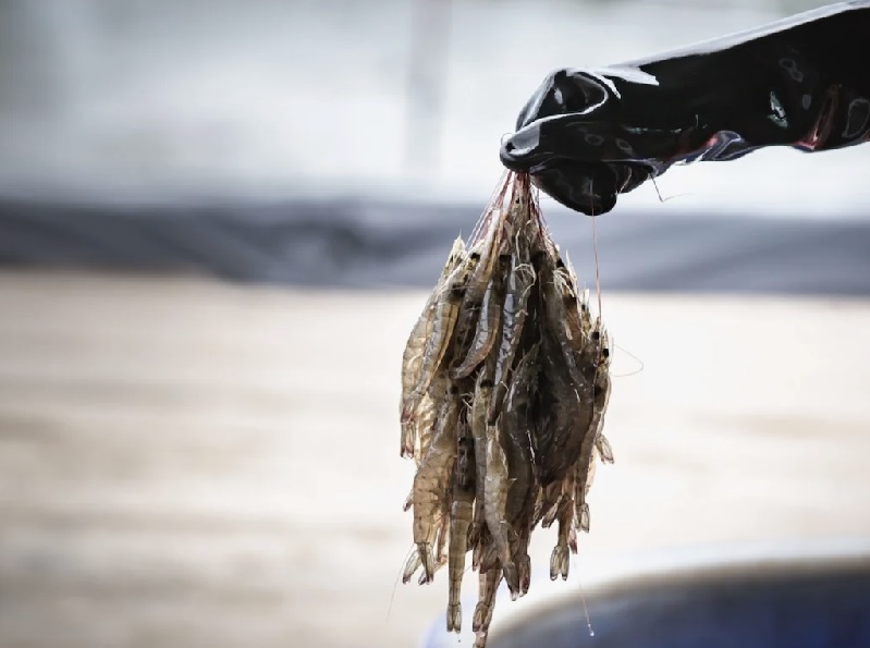 Sản lượng sản xuất tôm nội địa của Trung Quốc vẫn là một ẩn số