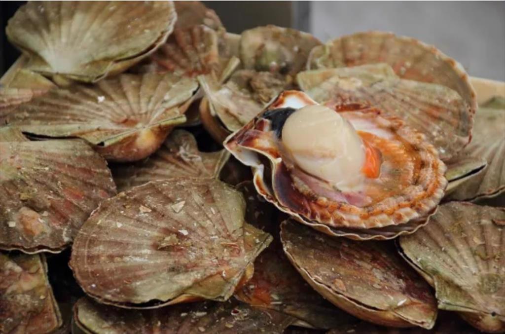 Nhật Bản và Pháp tăng xuất khẩu sò điệp 