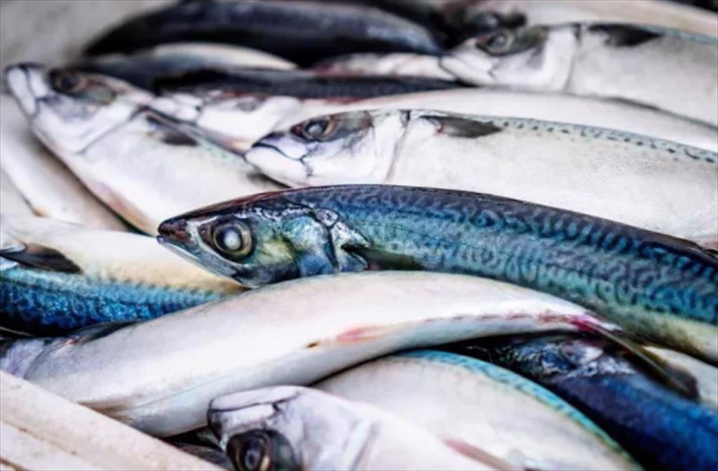 Nhập khẩu cá thu của Hàn Quốc giảm 9% 