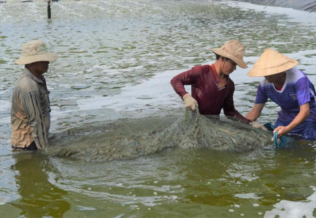 Cà Mau Tổng sản lượng thủy sản 8 tháng đạt 425.000 tấn