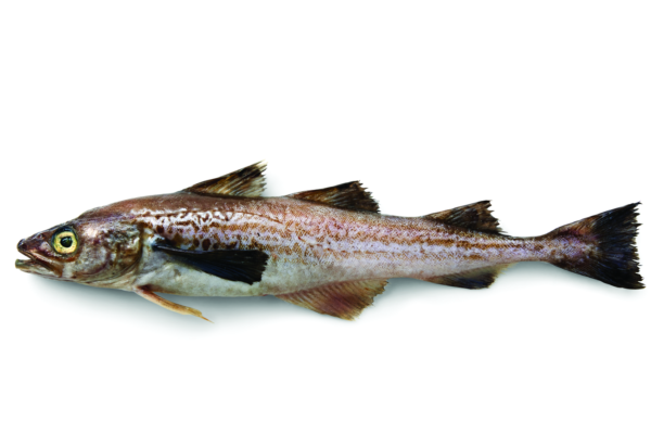 Sản lượng cá minh thái lột da kỹ của Mỹ tăng