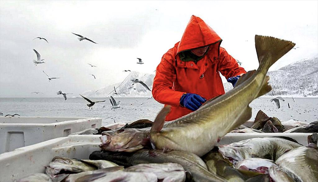 Na Uy đóng cửa cảng nhập khẩu cá tuyết của Nga vào Châu Âu