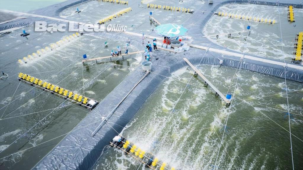 Phát huy thế mạnh con tôm trong xuất khẩu thủy sản