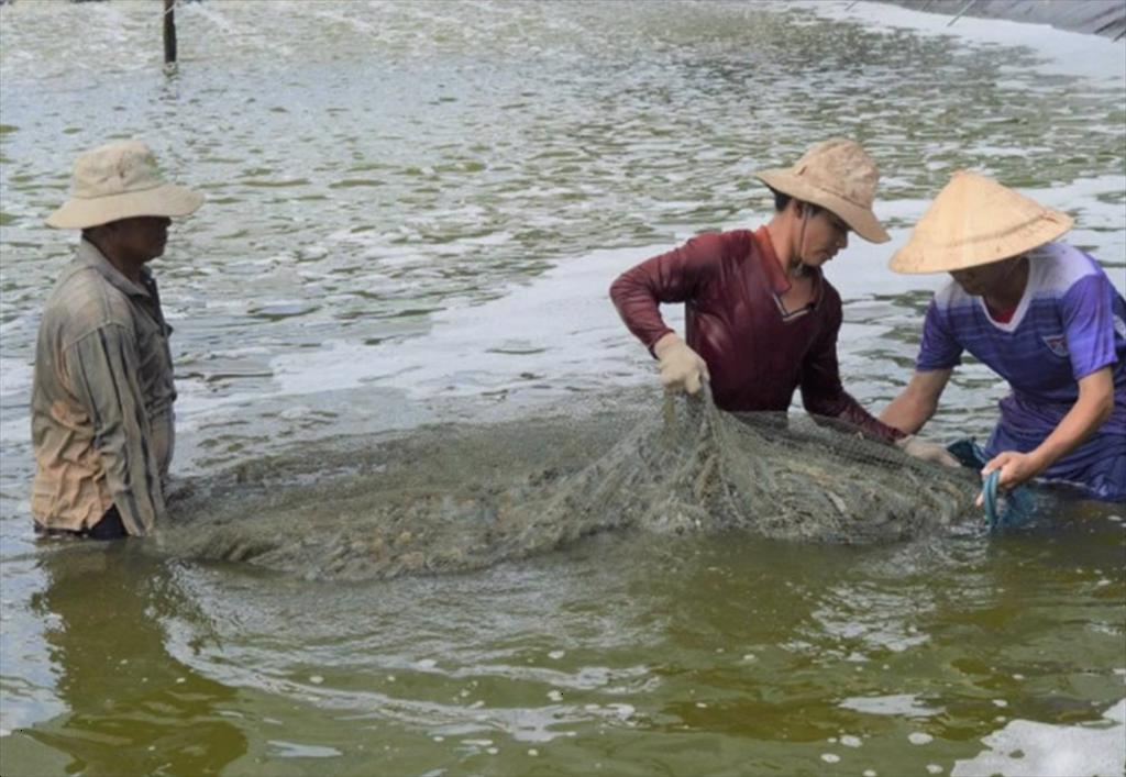 Ca Mau Total seafood output in 8 months reached 425.000 tons
