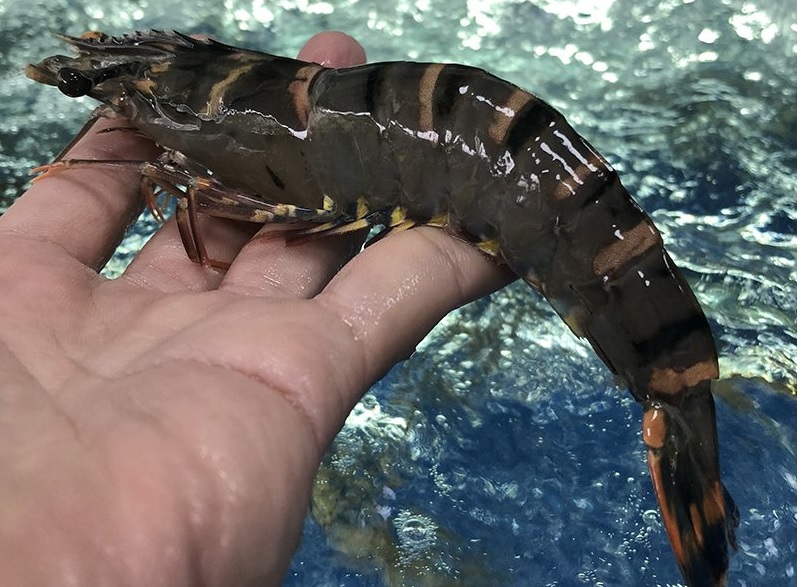 Rabobank Sản lượng tôm sú toàn cầu dự báo đạt 600.000 tấn năm 2024 