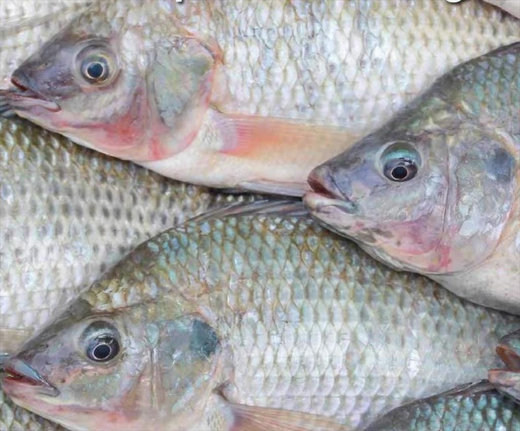 Giá cá rô phi Trung Quốc duy trì ở mức cao trong dịp Tết