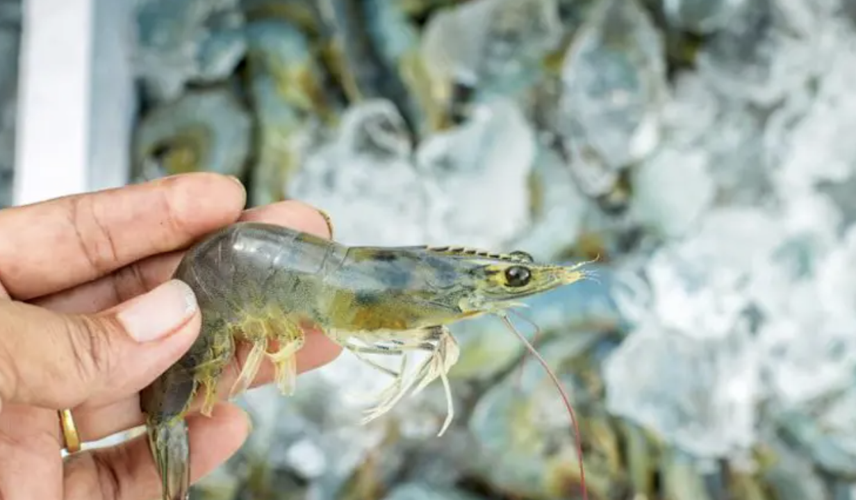 Xuất khẩu tôm Ấn Độ tăng trong tháng 82023