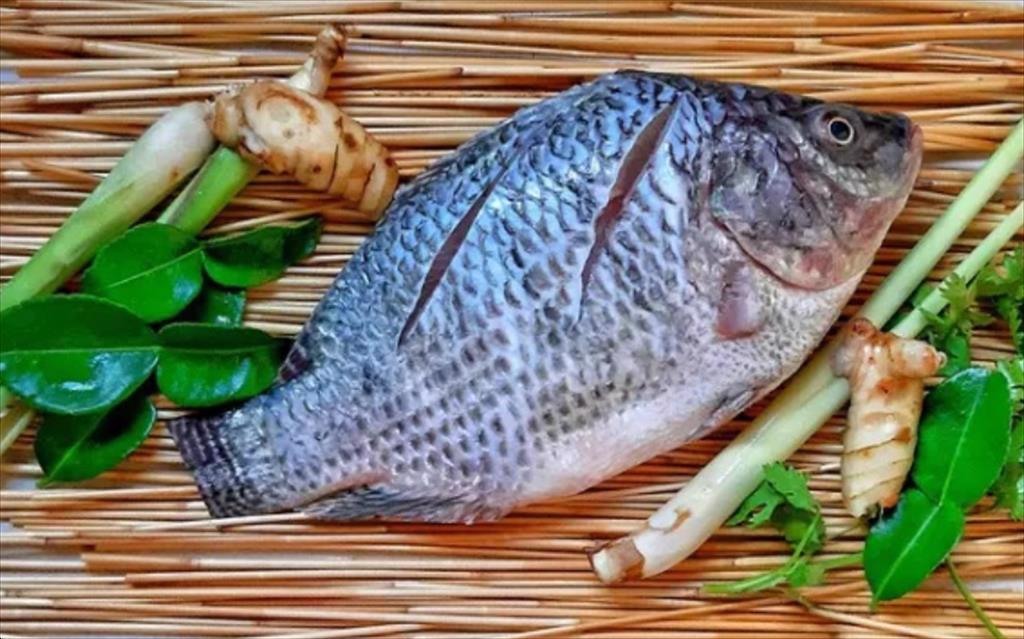 Giá cá rô phi Brazil ổn định, nhu cầu tăng 