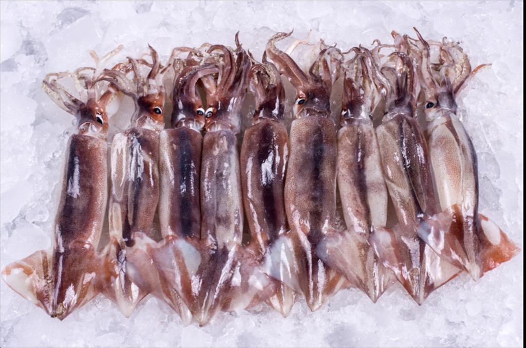 Argentina Xuất khẩu mực ống illex tăng mạnh