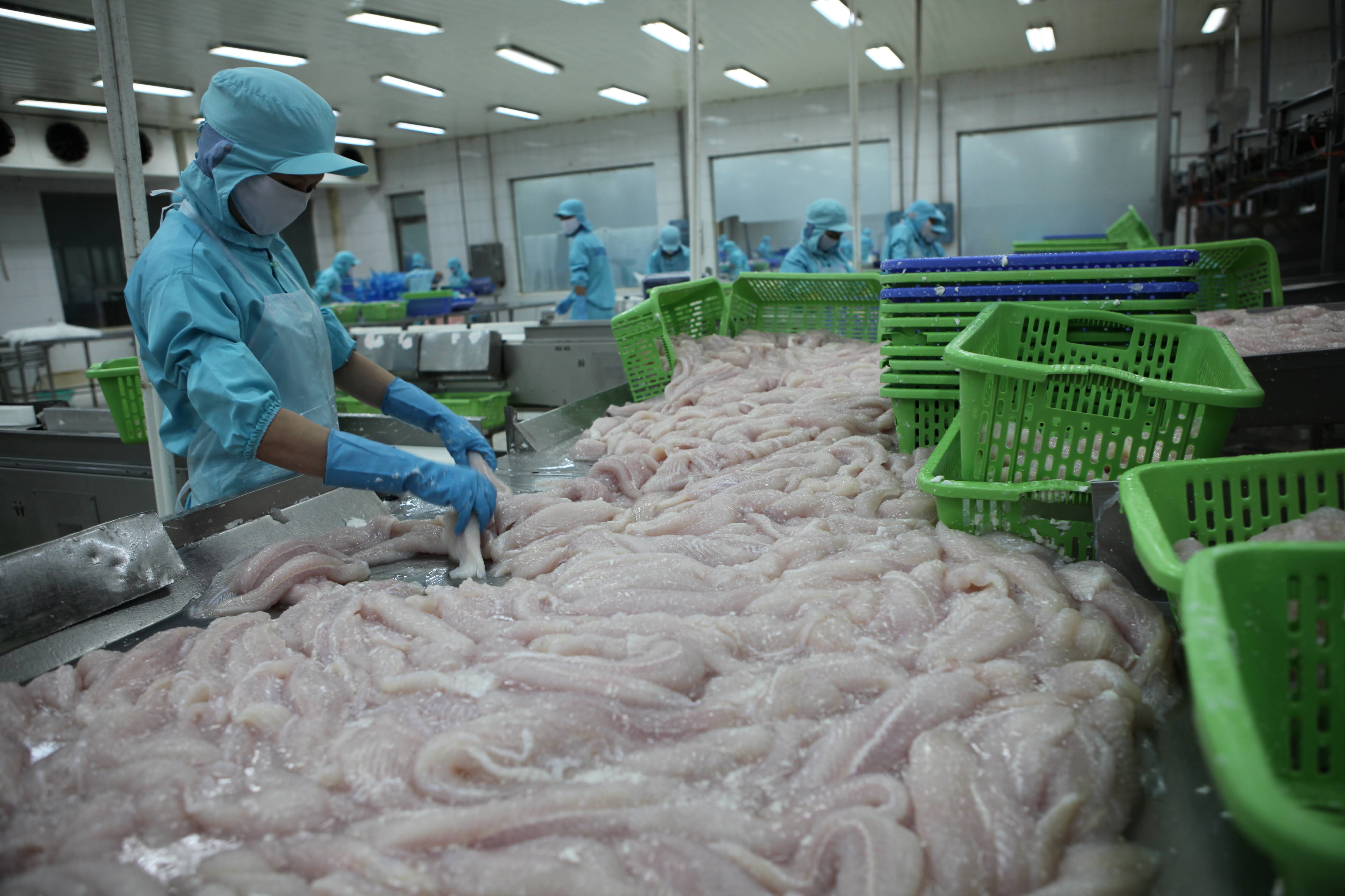 Tín hiệu mừng từ con cá tra