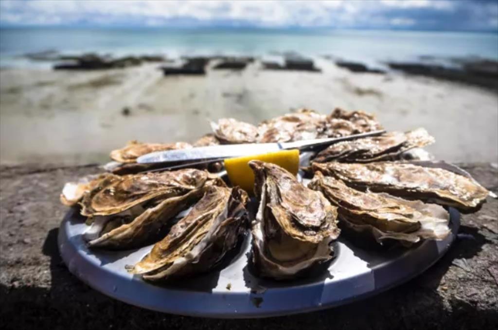 Doanh số bán hàu thế giới đang tăng trưởng  