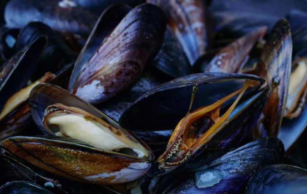 Thị trường vẹm châu Âu đang phục hồi 