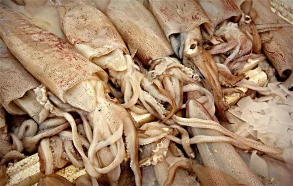 Thương mại bạch tuộc thế giới 