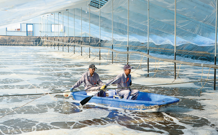 Giải mã ngành tôm Trung Quốc