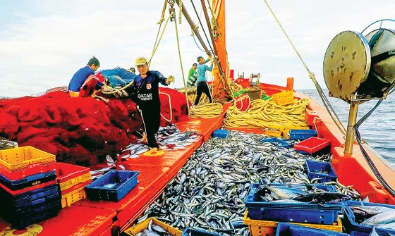 Quyết tâm gỡ cảnh báo Thẻ vàng của EC tại đợt thanh tra lần thứ 5