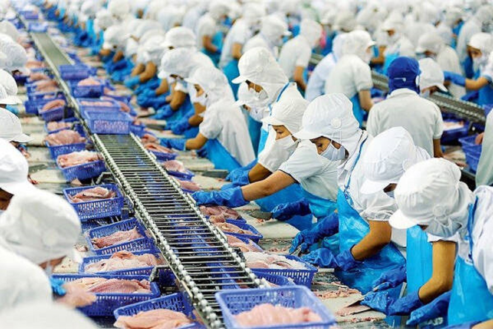 Xuất khẩu cá tra sang Nga Doanh nghiệp cần tăng cường hoạt động xúc tiến thương mại 