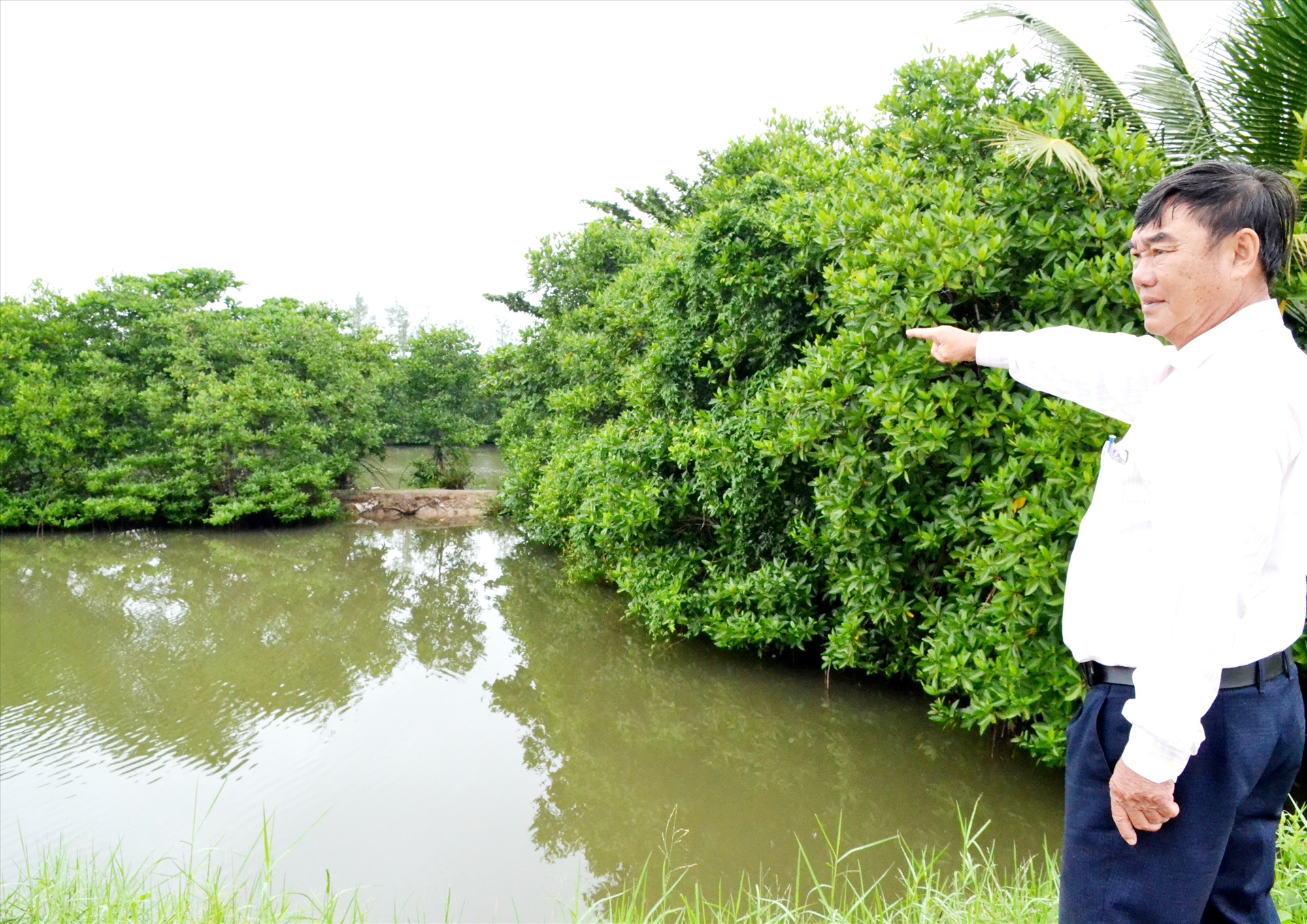 Thay thế con tôm thẻ chân trắng ở vùng triều