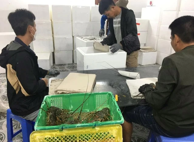 Xuất khẩu tôm hùm bông gặp khó