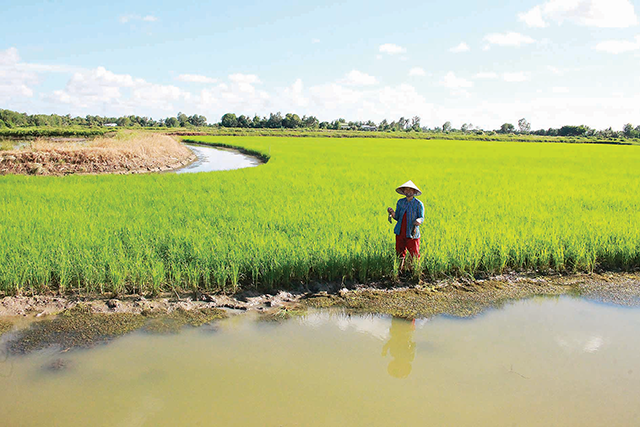 Giải pháp cho vùng nhiễm mặn Bạc Liêu Hiệu quả mô hình tôm – lúa