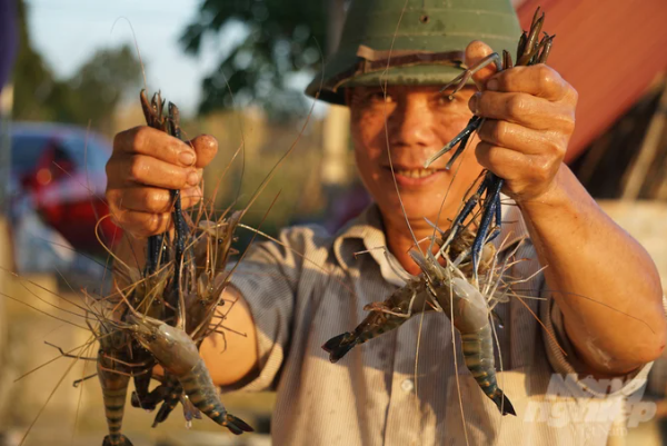 Nuôi tôm càng xanh xen canh, nông dân sống khỏe