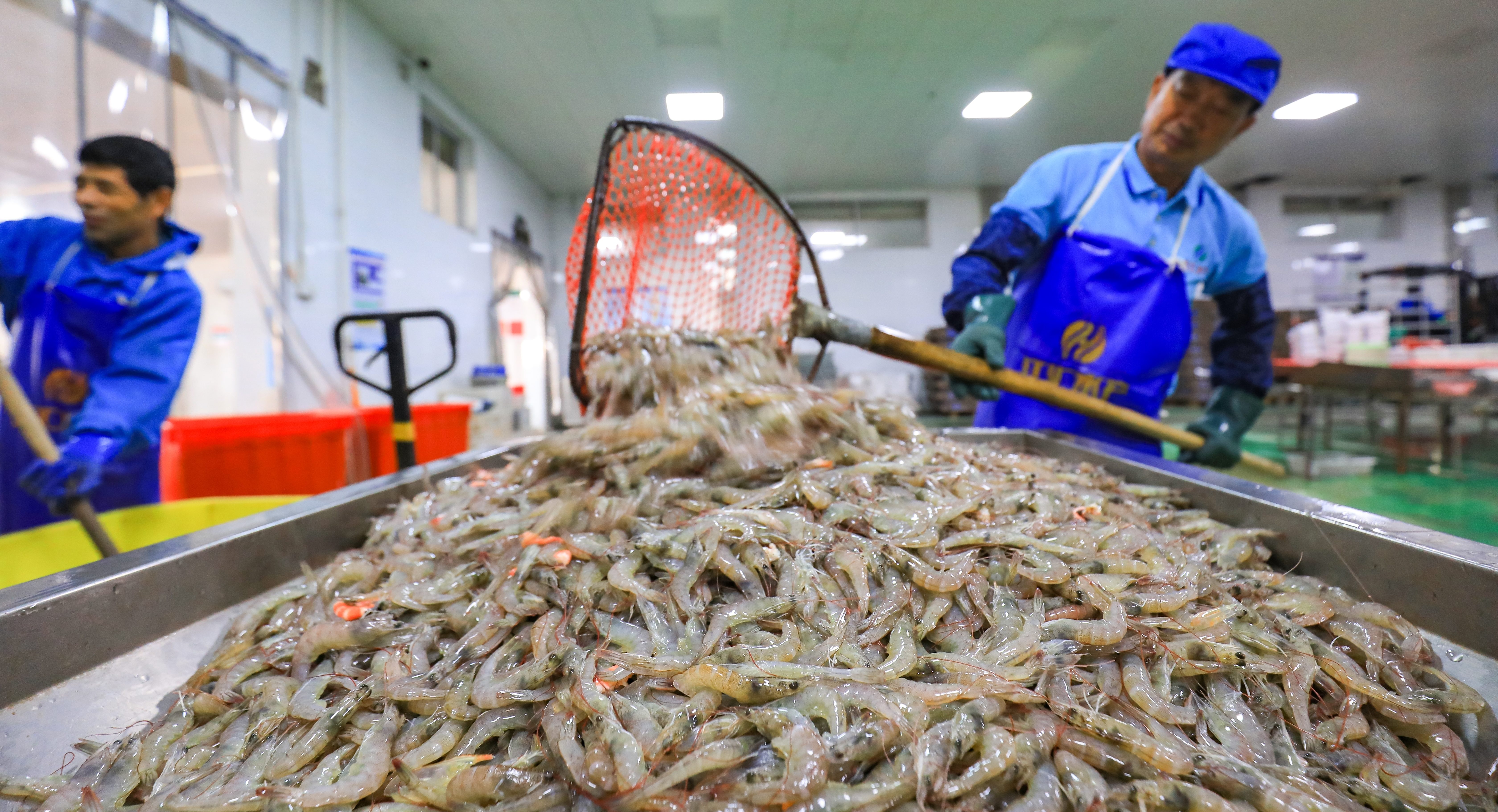 Trung Quốc tăng nhập khẩu tôm Ấn Độ trong tháng 92023 