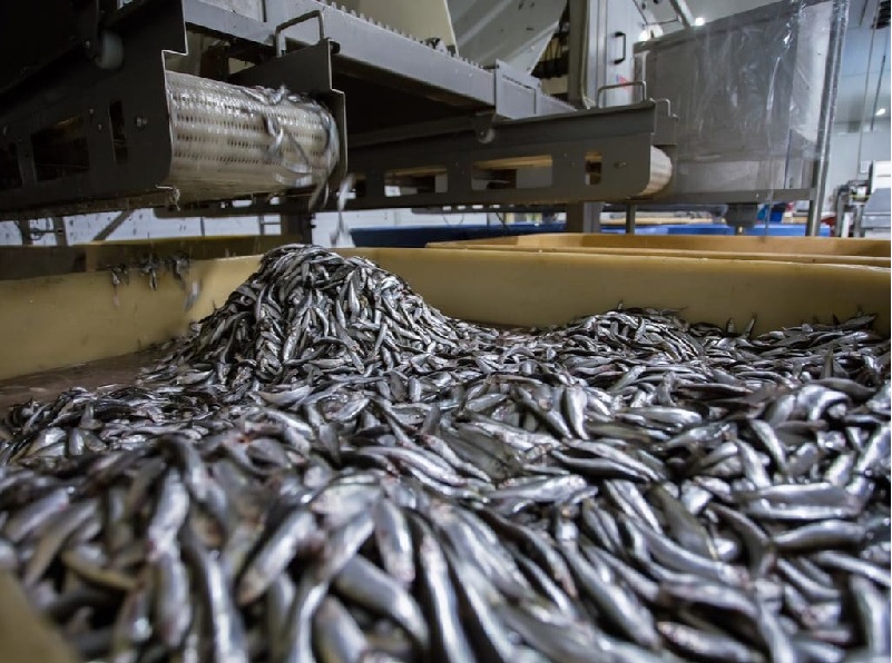 Ngành sản xuất bột cá ở Senegal, Mauritania đối mặt với nhiều bất ổn