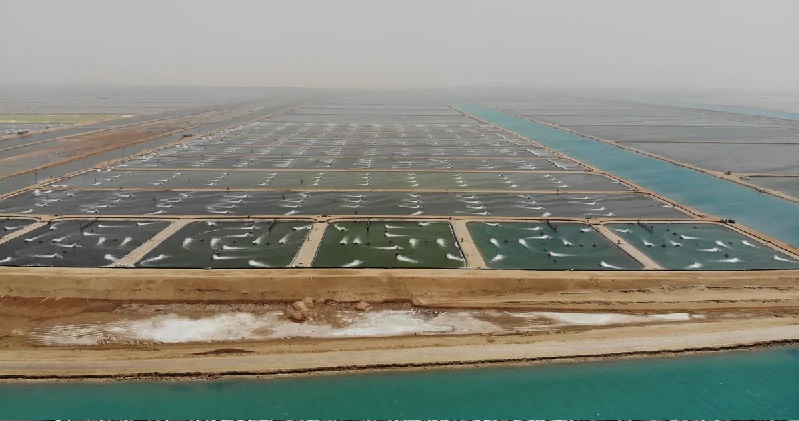 Naqua (Ả Rập Xê Út) đặt mục tiêu sản lượng 250.000 tấnnăm