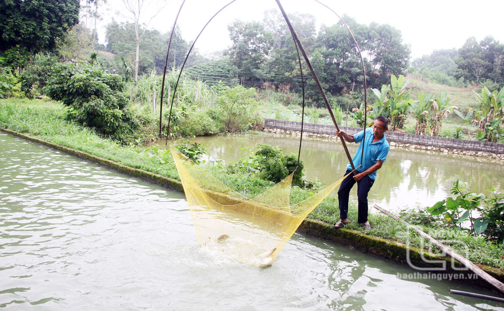 Ruộng hoang hóa Nuôi trồng thủy sản thu lợi gấp ba