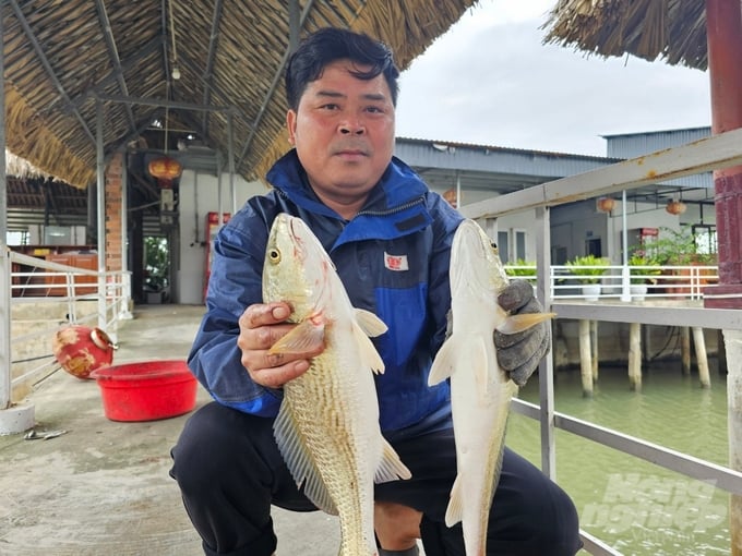 Nuôi cá hồng Mỹ thu hơn 500 triệu đồng mỗi năm