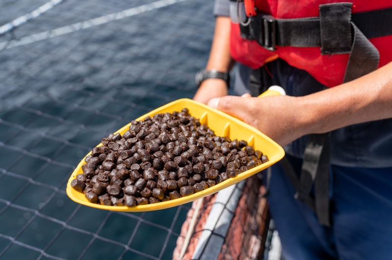 Sản lượng bột cá, dầu cá toàn cầu giảm trong năm 2023