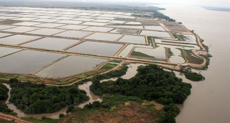 Cảnh báo El Niño gây thiệt hại 110.000 ha ao nuôi tôm ở Ecuador