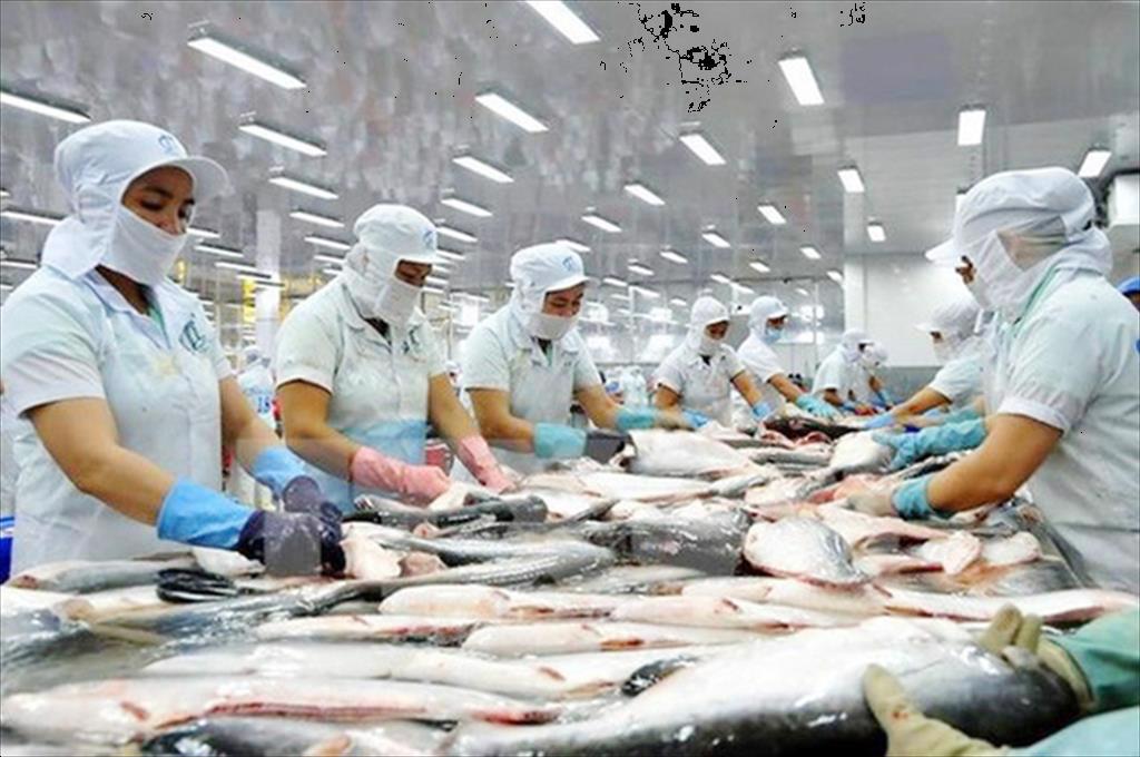 Vietnamese pangasius has an advantage in China