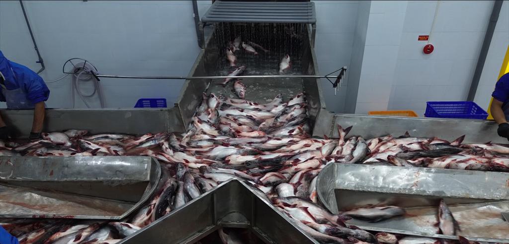 Xuất khẩu cá tra sang CPTPP Mexico và Canada lấy lại “sắc xanh tăng trưởng”